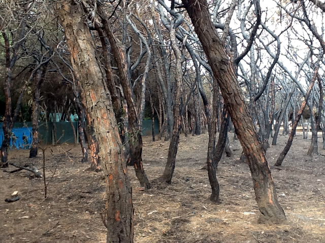 Part de la pineda de Llevant Mar (Gav Mar) desprs de ser cremada en dos incendis intencionats consecutius (22 Maig 2012)